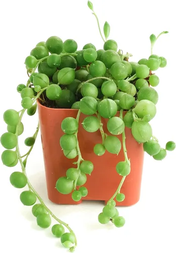 Vista 8 de Shop Succulents String of Pearls - Maceta suculenta de 2 pulgadas, paquete de 12