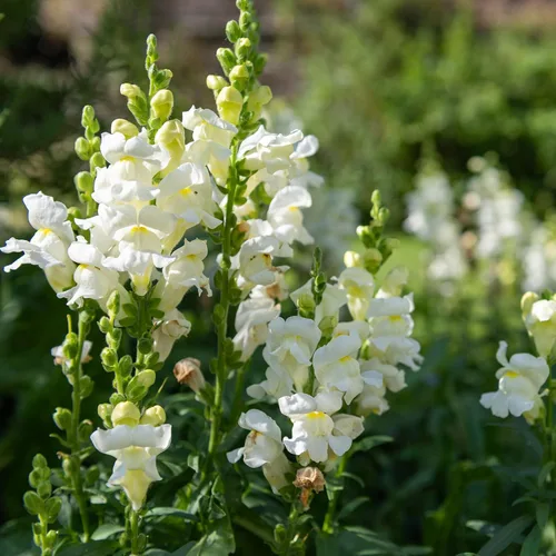Vista 5 de Eden Brothers Snapdragon Seeds - Manzana