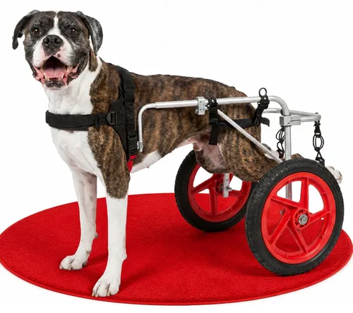 Vista 10 de Silla de ruedas para perro Best Friend Mobility tamaño extra pequeño