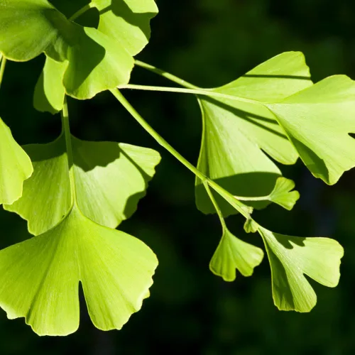Vista 4 de TriStar Plants Árbol de Ginkgo Biloba - Contenedor de 1 galón - El árbol vivo se envía rápido, de rápido crecimiento, raíces establecidas