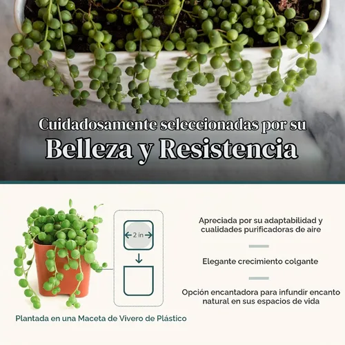 Vista 3 de Shop Succulents String of Pearls - Maceta suculenta de 2 pulgadas, paquete de 12