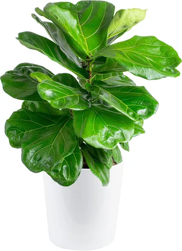 Vista 10 de Costa Farms Ficus Lyrata, higo vivo de hoja de violín, árbol de interior, Jardinera de decoración