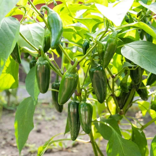 Vista 3 de Semillas de Pimiento Jalapeño (150 Semillas)
