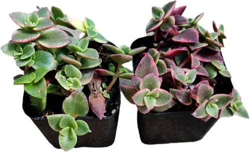 Vista 7 de Plantas de cactus suculentas vivas (juego de dos macetas de 2 pulgadas) (pata de oso de cotiledón tomentosa 'verde+ abigarrada')
