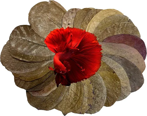Vista 14 de Awesome Aquatic Hojas para Camarones y Betta Catappa/Almendra India, Dadap, Morera Hábitat Natural Productor de Taninos Mejora la Inmunidad Fácil