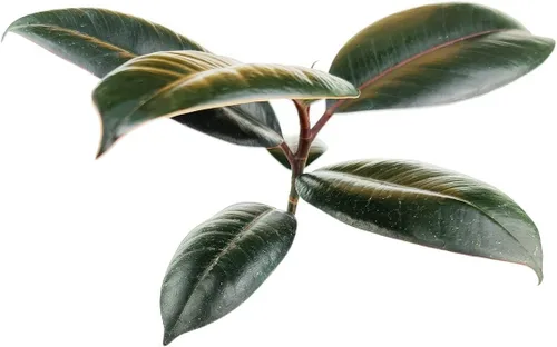 Vista 4 de Planta de goma burdeos (maceta de cultivo de 4 pulgadas) - Planta de interior saludable - Planta de interior de fácil cuidado