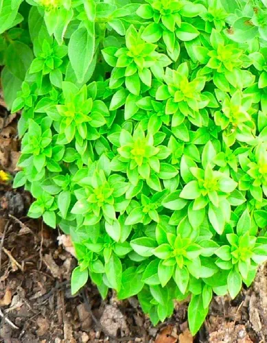 Vista 2 de Albahaca de clavo única más de 200 semillas para plantar hierbas sin OMG en interiores y exteriores