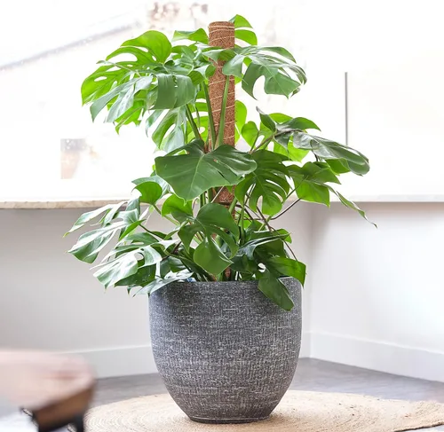 Vista 6 de GROWNEER Poste de musgo de 24 pulgadas para plantas de interior, 2 piezas de soporte de tótem de coco apilable de 15 pulgadas, palos de musgo con 15