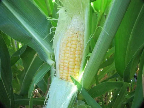 Vista 4 de 1136B-Semillas de maíz amarillo peruano gigante (mays-Maze) de Robsrareandgiantseeds UPC0764425787525 Sin OMG, orgánicas, plantas históricas