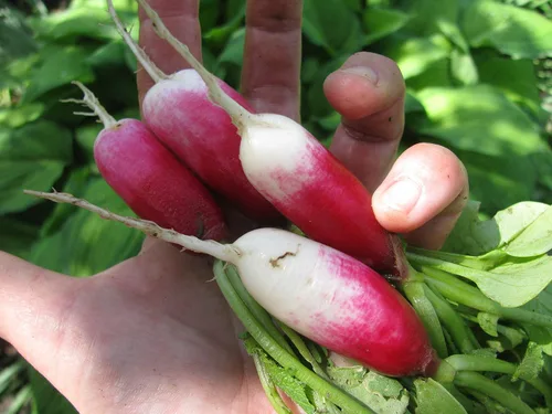 Vista 6 de Semillas de Rábano Francés Vegetal 18 Días Temprano Rojo Heirloom - 300 Semillas