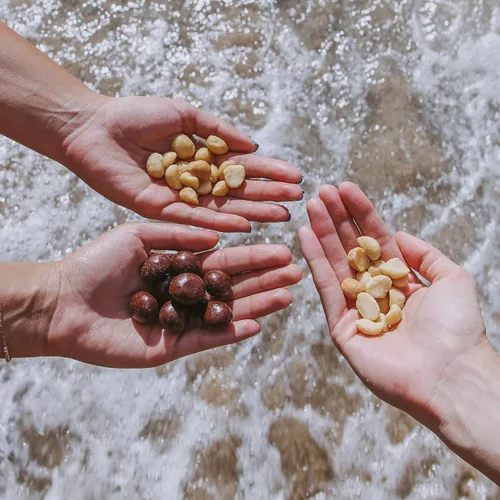 Vista 5 de Island Harvest Nueces de macadamia orgánicas sin sal - Nueces de macadamia 100% hawaianas sin sal son aptas para dieta cetogénica, totalmente
