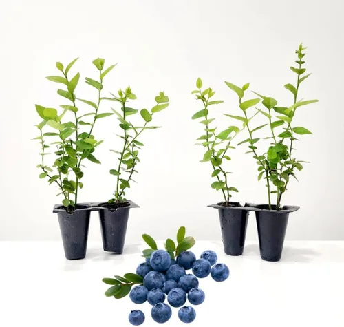 Vista 7 de Planta de Arándano Biloxi (Paquete de 4) Viva en venta Plantas fáciles de cultivar Planta de frutas comestibles para vida sostenible Cultiva