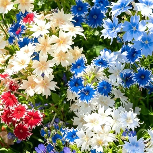 Vista 3 de Más de 1000 semillas mixtas de onagra perennes para plantar, semillas de Primula Malacoides fragantes, Primula Auricula Semillas de flor