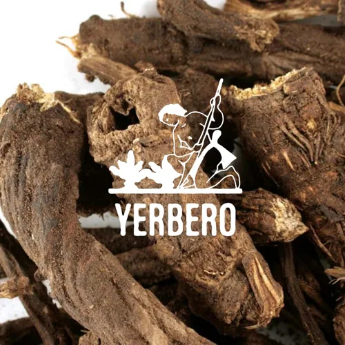 Vista 3 de Yerbero - Raíz de Osha 3.5 oz (100 g) Raiz de Chuchupate Ligusticum porteri Zanahoria de montaña, raíz de oso 100% natural Purificación