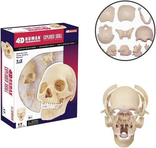 Vista 2 de 4D Master 26086 - Rompecabezas 3D de anatomía humana con diseño de calavera explosiva, un