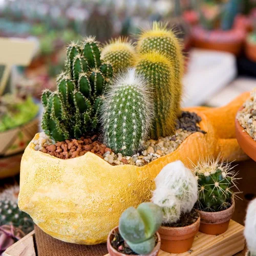 Vista 2 de Semillas Cactus (Cacti) Mix - Orgánico