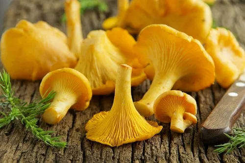 Vista 5 de Hongos rebozuelos esporas no GMO Heirloom 100 Semillas