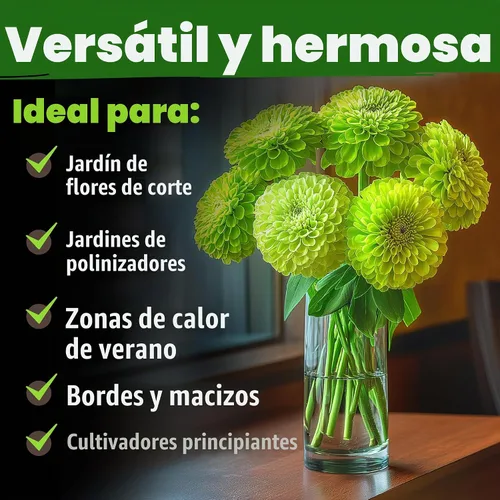 Vista 6 de HOME GROWN Envy Zinnia Seeds, 1000 Semillas, Zinnia elegans