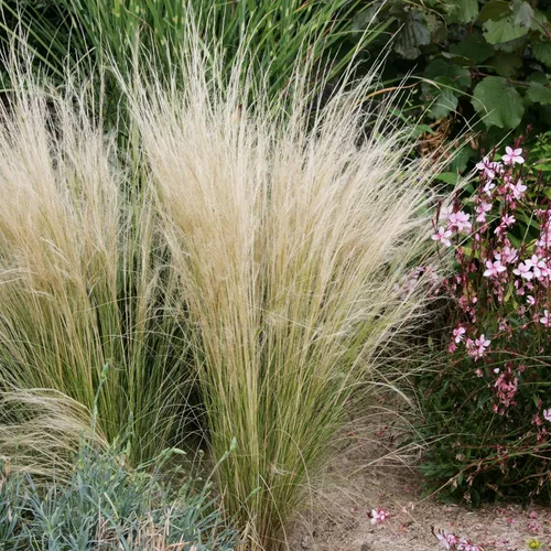 Vista 10 de Outsidepride - 250 semillas de la hierba ornamental perenne paja brava (Stipa arundinacea [Pheasant Tails]) para sembrar