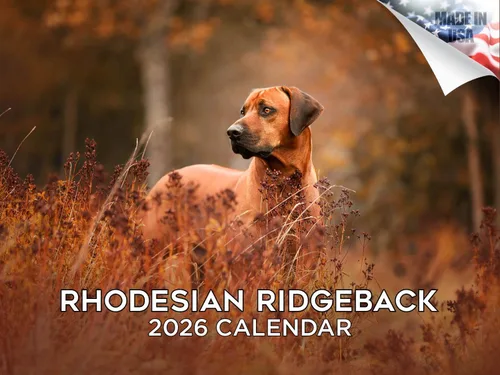 Vista 159 de Calendario de Lebrel Afgano 2025 2026, calendario mensual de pared de raza canina, 12" x 18" abierto, papel grueso sin traspaso, ideal para regalo