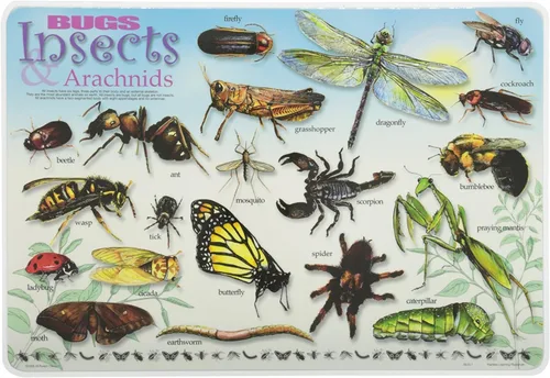 Vista 3 de Painless Learning Manteles individuales educativos para niños, mariposas e insectos [Juego de 2]