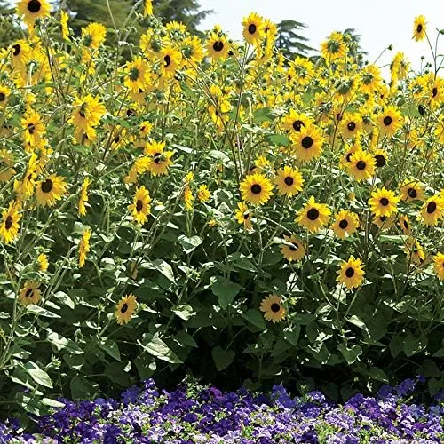 Vista 2 de Park Seed - Semillas de girasol Sunfinity, incluye 5 semillas en un paquete