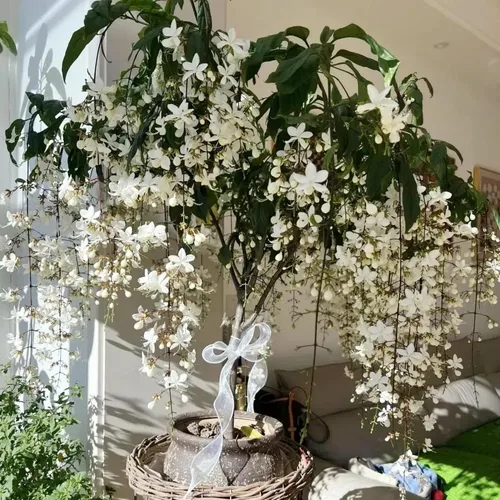 Vista 3 de Más de 300 semillas exóticas de jazmín trepador para plantar semillas de plantas fragantes, sin organismos genéticamente modificados, para jardín