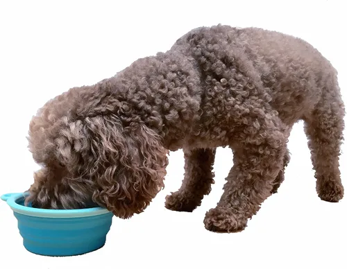 Vista 5 de Prima Pet Plegable Silicona Food & agua Tazón con clip de viaje para perro y gato, tamaños disponibles: pequeño (1,5 tazas) & Grande (5 tazas), Agua