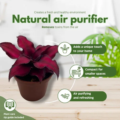 Vista 8 de BubbleBlooms Surtido de Cryptanthus bivittatus, juego de bromelia Earth Star, 3 suculentas diferentes