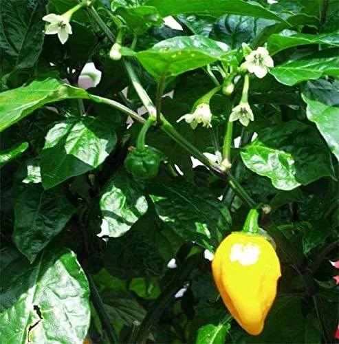 Vista 2 de Planta viva - Granada Condimento Pimienta (3 plantas) Dulce, intensamente aromático, muy poco calor.