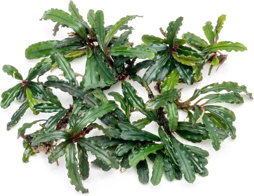 Vista 22 de SubstrateSource Bucephalandra Brownie Phantom - Planta de acuario viva – Decoración natural de pecera de agua dulce, decoración acuática