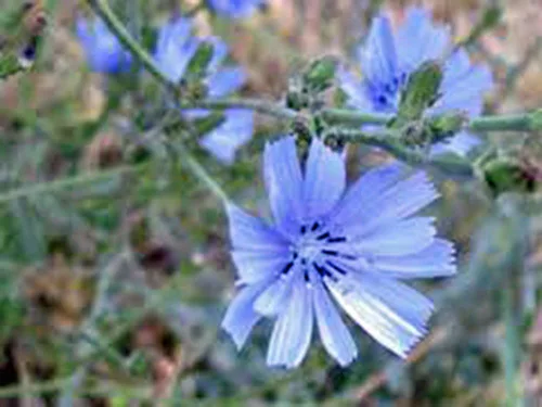 Vista 3 de Más de 100 semillas de achicoria azul azul, hermosa flor de corte azul