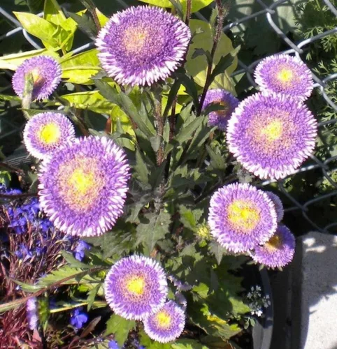 Vista 8 de Semillas Aster Moon Mix Flores Anuales