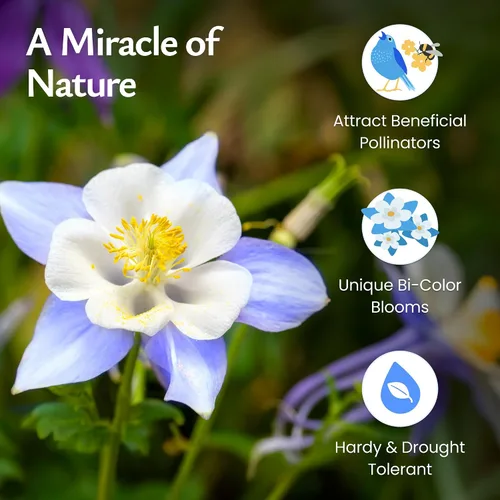 Vista 4 de Semillas de Columbina Azul, Aquilegia caerulea, Perenne, 2,400 Semillas, 45 pies cuadrados Pollinator-friendly Blue Columbine seeds attract bees