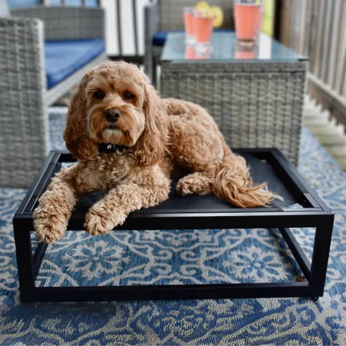 Vista 2 de FUZI Luxury Up - Cama elevada para perros para cachorros, cama elevada para mascotas para interiores y exteriores, a prueba de mordeduras