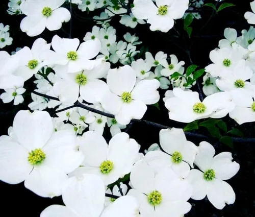 Vista 2 de 20 semillas de cornejo en flor Hermosas semillas de árbol en flor para plantar - Cornalina