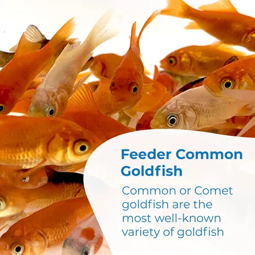 Vista 2 de Toledo Goldfish peces cometa vivos, peces de descarte, para estanques, acuarios o peceras, nacidos y criados en Estados Unidos, se garantiza que
