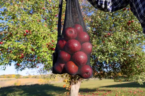 Vista 8 de EZ SMART Recolector de frutas de 21 pies con poste rígido ligero - Diseño plegable compacto patentado con cabeza giratoria - Paquete combinado 2