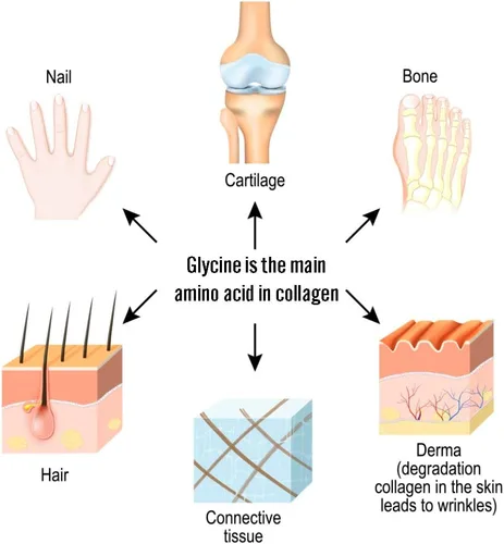 Vista 7 de Polvo de glicina (2 libras) – Promueve el sueño reparador, la energía muscular y la fuerza, apoyo de memoria y cognición (bolsa resellable)
