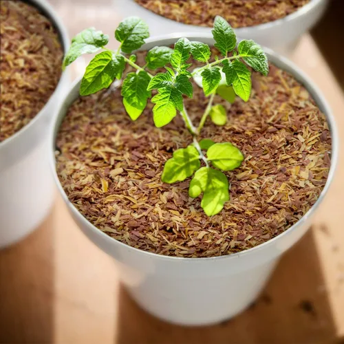 Vista 6 de Chips de cedro 100% natural Mantillo Ideal para plantas en macetas al aire libre o de interior Cama para perros Agradable aroma terroso 4