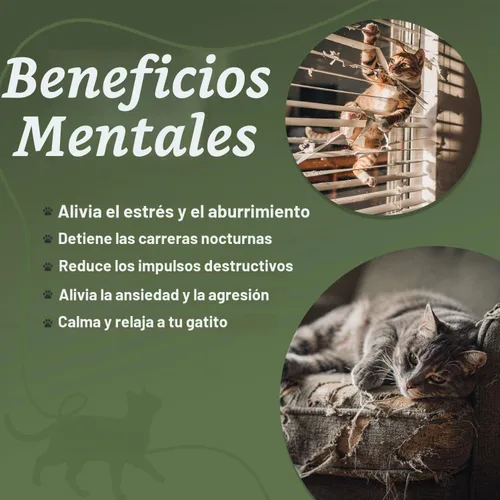 Vista 3 de One Fast Cat - Rueda de ejercicio para gatos, fabricada en los Estados Unidos, 48 pulgadas de diámetro, Gen. 7