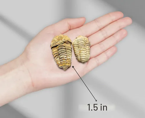 Vista 4 de Fósiles de trilobite (1, 1.5 pulgadas)