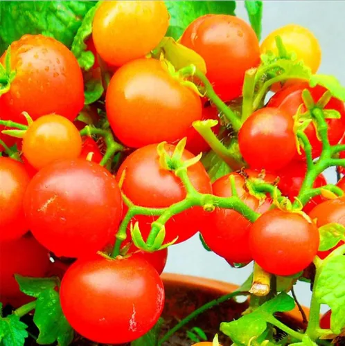 Vista 3 de MOCCUROD - 100 semillas de tomate cereza para interiores, semillas de herencia vegetal rara de tomate enano rojo y amarillo