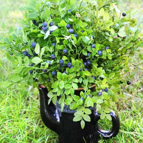 Vista 7 de Outsidepride Northern Highbush - Semillas de arándanos – 1000 piezas perennes, 5-8 pies de alto, pleno sol, reliquia para jardines y contenedores