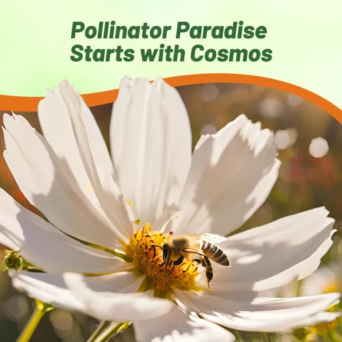 Vista 5 de Outsidepride Purity Cosmos Bipinnatus Seeds - 1000 semillas anuales, fáciles de cultivar y tolerantes a la sequía para plantar con follaje similar a
