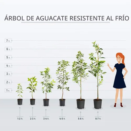 Vista 4 de Brighter Blooms - Árbol de aguacate resistente al frío, 2-3 pies