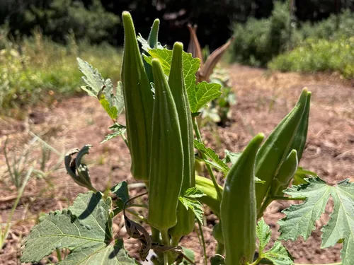 Vista 4 de Plant Good Seed Semillas orgánicas de Okra Cajun Jewel – Paquete de 40, semillas tradicionales para plantar verduras – Suministros de jardinería