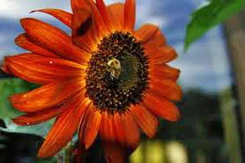 Vista 2 de Girasol, sol rojo, más de 20 semillas, hermosas flores rojas brillantes
