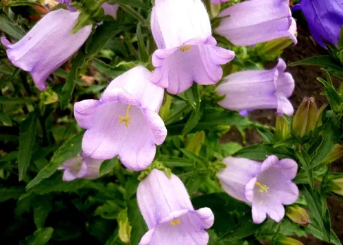 Vista 3 de Canterbury Bells Campanula - Jardín de flores de campanillas medianas alrededor de 100 semillas para plantar