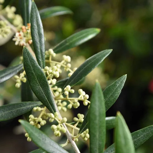 Vista 3 de Perfect Plants Planta viva de oliva arbequina, 2-3 pies, incluye guía de cuidado Self-pollinating and bears edible fruit the first year, zones